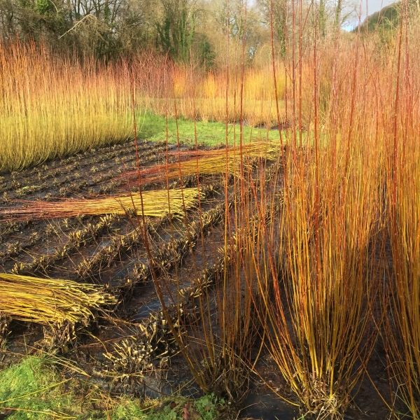 West Wales Willows